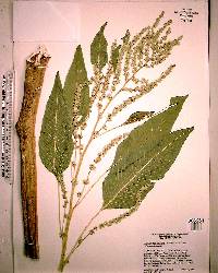 Amaranthus australis image