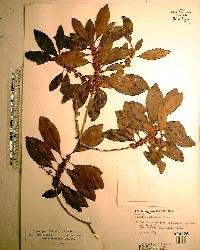 Bumelia salicifolia image