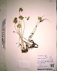 Hydrocotyle ranunculoides image