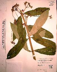 Clerodendrum indicum image