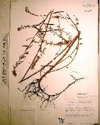 Ludwigia alata image