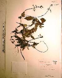 Utricularia gibba image