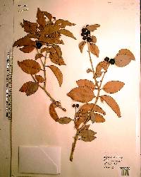 Eugenia axillaris image