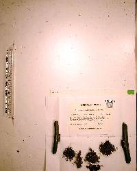 Cryphaea glomerata image