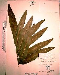 Acrostichum danaeifolium image