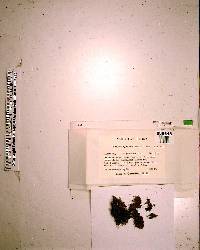 Ceratolejeunea laetefusca image