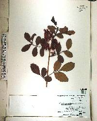 Schinus terebinthifolius image