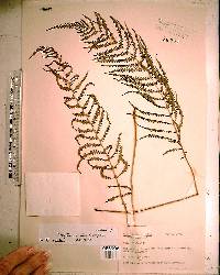 Thelypteris ovata image