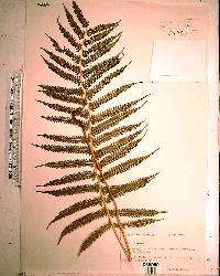 Thelypteris kunthii image