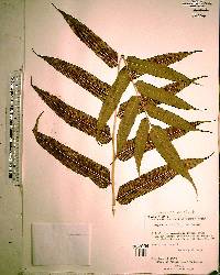 Thelypteris reticulata image