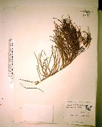 Taxodium ascendens image