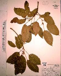 Ficus aurea image