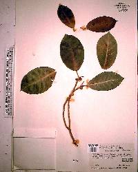 Ficus aurea image