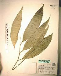 Zamia obliqua image