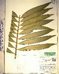 Zamia muricata image