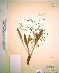 Limonium carolinianum image