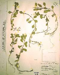 Ludwigia repens image