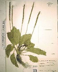 Plantago major image