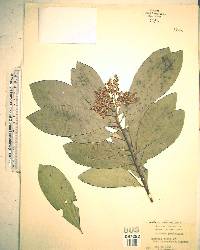 Ardisia escallonioides image