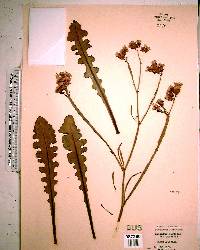 Argusia gnaphalodes image