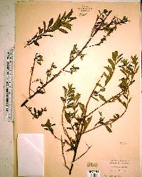 Ludwigia alata image