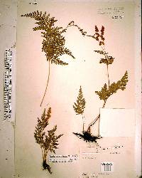 Anemia adiantifolia image