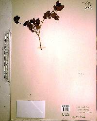 Psidium longipes image