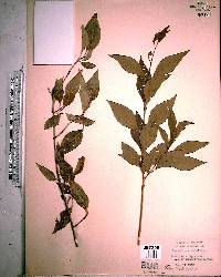 Forestiera acuminata image