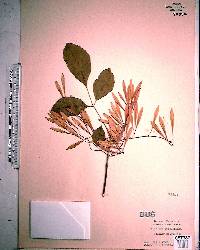 Fraxinus caroliniana image