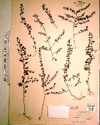 Ludwigia microcarpa image