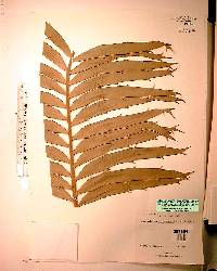 Encephalartos hildebrandtii image