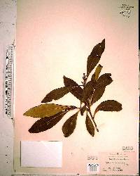 Osmanthus americana image