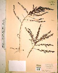 Ludwigia microcarpa image