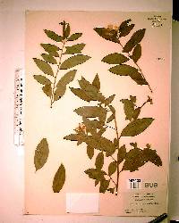 Ludwigia octovalvis image