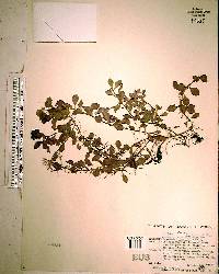 Ludwigia repens image