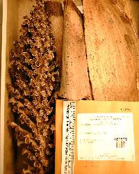 Attalea geraensis image