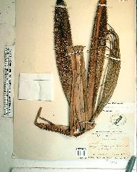 Bactris coloniata image