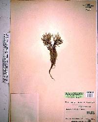 Selaginella arenicola image