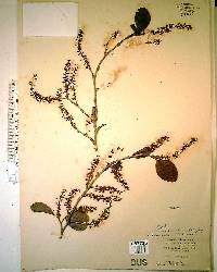 Coccoloba diversifolia image