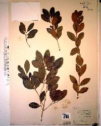 Eugenia foetida image