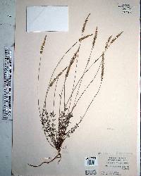 Polygala boykinii image