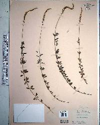 Polygala boykinii image