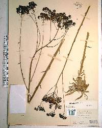 Polygala cymosa image