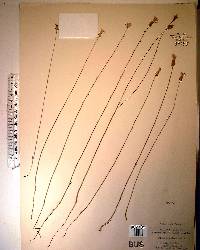 Polygala incarnata image