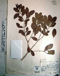 Eugenia foetida image