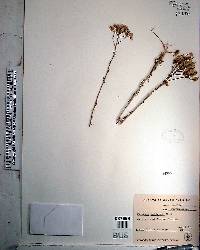 Polygala balduinii image