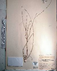 Polygala boykinii image