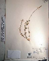 Polygala boykinii image