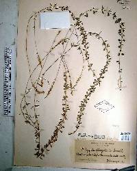 Polygala boykinii image