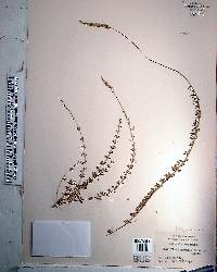 Polygala boykinii image